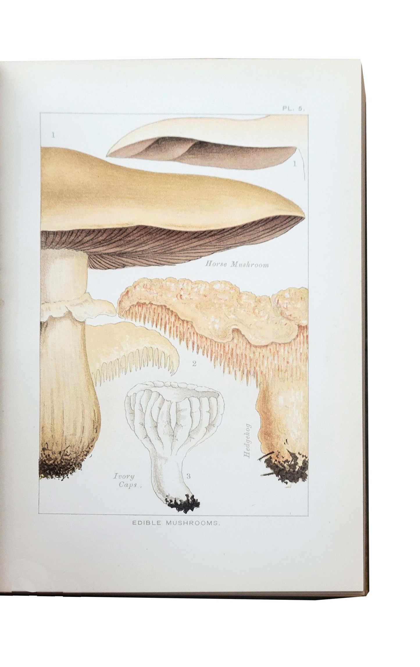MUSHROOMS