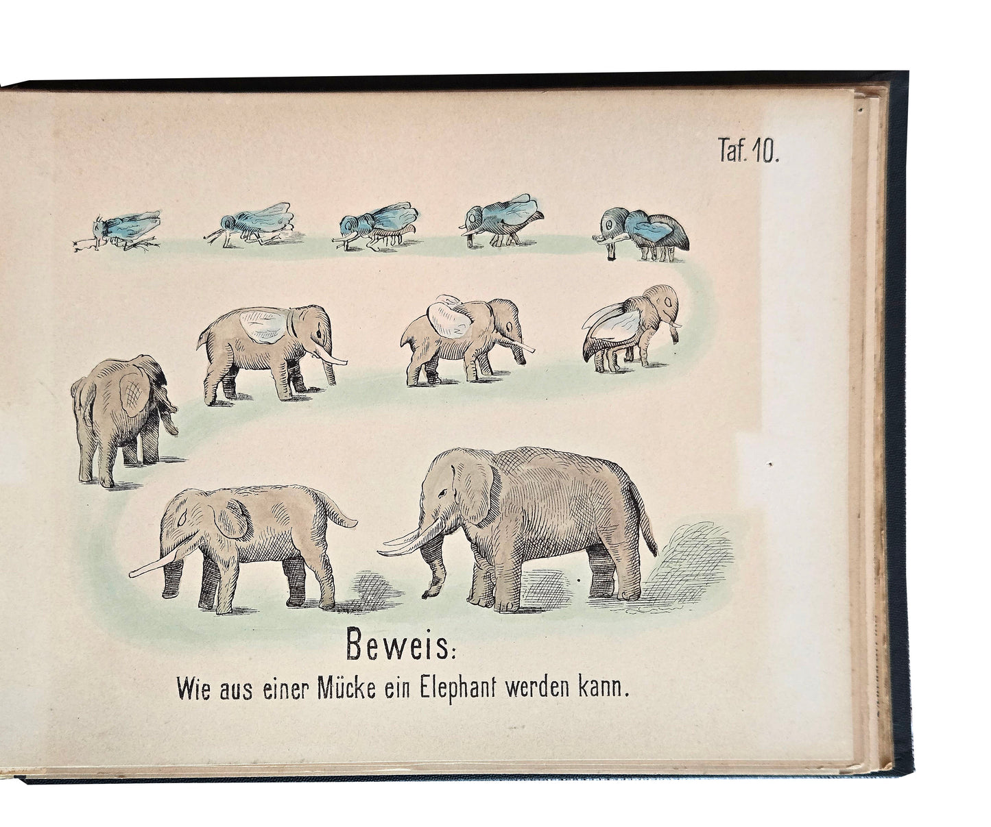 ANTI-DARWINISM